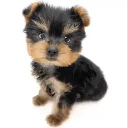 ヨークシャーテリア