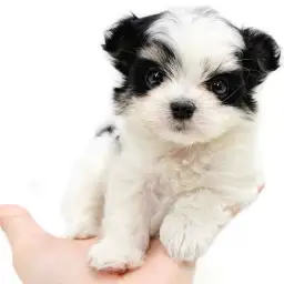 MIX（チワワ×マルチーズ）