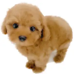 トイ・プードル