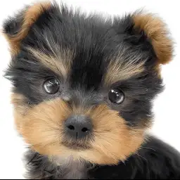 【 ヨークシャーテリア 】小さめサイズの男の子!小柄で抜け毛が少ない室内犬の魅力