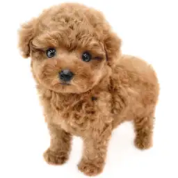 トイ・プードル