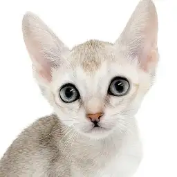 【 シンガプーラ 】世界最小猫種!甘えん坊に開花した小さな妖精シンガプーラ!