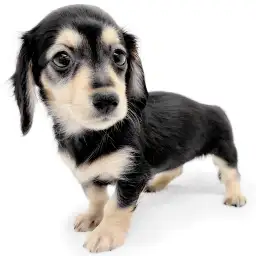 ミニチュア・ダックスフント