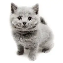 ブリティッシュロングヘア