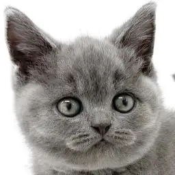 【 ブリティッシュショートヘア 】見た目・毛質・存在感併せ持つプレミアムキティ！