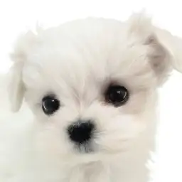 【 マルチーズ 】生後2か月体重507g！目ヂカラ最強のおっとり男子！