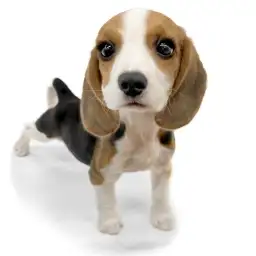 【ビーグル】 城山っ子成長報告！2026年4月14日