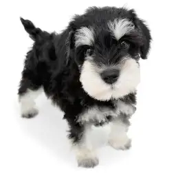 ミニチュア・シュナウザー