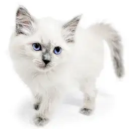 ネヴァマスカレード