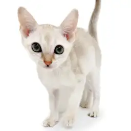 シンガプーラ