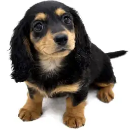 ミニチュア・ダックスフント