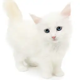 ネヴァマスカレード
