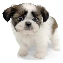 MIX（チワワ×シーズー）