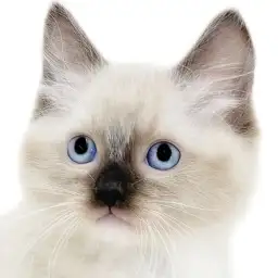【 ラグドール 】色に特徴が盛り沢山!青い瞳にシールポイントと個性豊かなたぬき猫