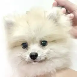 【 ポメラニアン 】ぬいぐるみ感アップ!シャンプーでさらに可愛く大変身