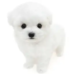 ビションフリーゼ