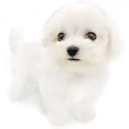 マルチーズ
