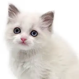 【 ラグドール 】究極の癒しにゃんこが埼玉県川口市に到来!超美形な姿をご覧あれ!