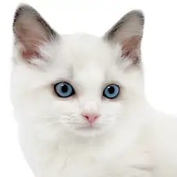 【 ラグドール 】幸せのハチワレマークを持つ甘え上手なイケメンにゃんこ登場!