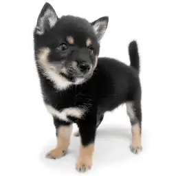 豆柴