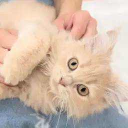 【ラガマフィン】甘え上手でおっとりな性格No.1!最新動画をお届け!