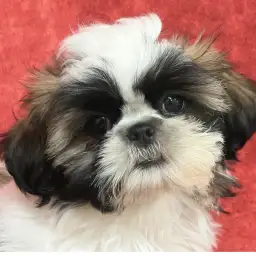 【 シーズー 】フレンドリーで愛され上手!育てやすい犬種代表シーズー!