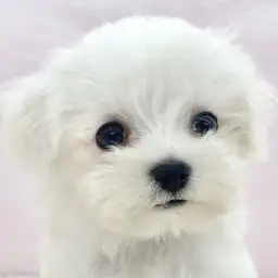 【 マルチーズ 】小さな純白の天使がマルワン板橋志村坂下店に舞い降りました。