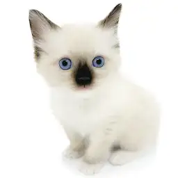 バーマン