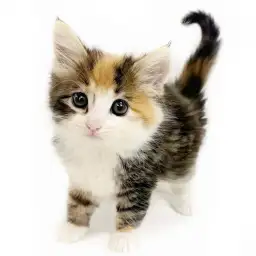 ノルウェージャンフォレストキャット