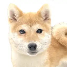 【 柴犬 】お散歩デビュー大成功！頑張り屋さんな柴ちゃんのセカンドブログ