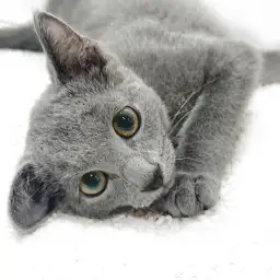 【 ロシアンブルー 】クールな美猫が見せるキュートで甘えん坊な姿をご紹介!