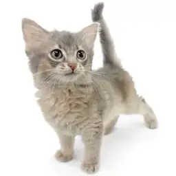 ソマリ