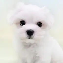 【 マルチーズ 】世界最古の愛玩犬!生粋のアイドルわんこ!
