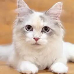 【 ネヴァマスカレード 】かくれんぼ好きな大型美人猫!社交性にも注目の成長記録!