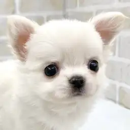 【 チワワ 】プレミアムの称号を持ったチワワちゃんがマルワン志村坂下店に登場!