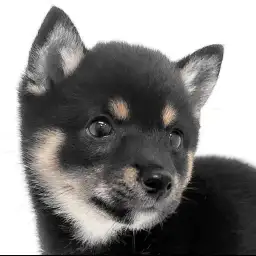 【 豆柴 】理想的な鉄サビ色を身にまとった小顔の黒豆柴の女の子が登場！