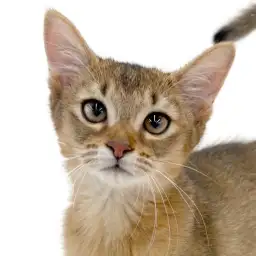 【 アビシニアン 】3ヶ月になったよ!喉を鳴らしながら甘えてくる美猫ちゃん
