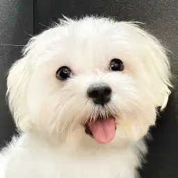 【 マルチーズ 】今日の鶴ヶ島っ子！誰からも愛されるマルチーズちゃん！