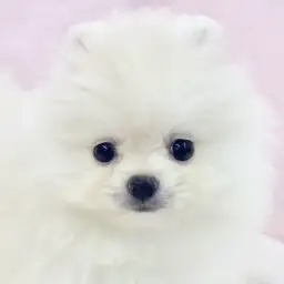 【 ポメラニアン 】動く綿あめ!華やかさ抜群の爆毛ポメラニアンちゃんが仲間入り!