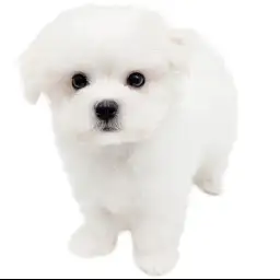 マルチーズ
