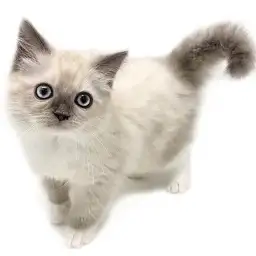 バーマン