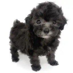 トイ・プードル
