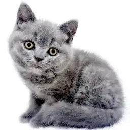 ブリティッシュショートヘア