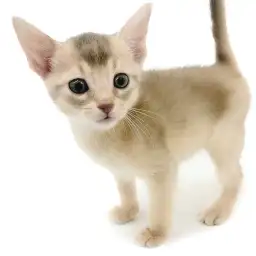 アビシニアン