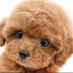 【 トイプードル 】まるでぬいぐるみ!ぬいぐるみ系ルックスの理想の家庭犬!