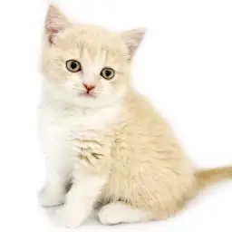 ブリティッシュショートヘア