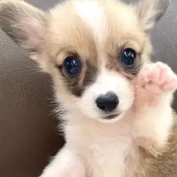 【 ウェルシュコーギーペンブローク 】胴長短足のアクティブ犬と外遊びを楽しもう！