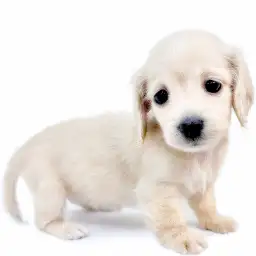 ミニチュア・ダックスフント