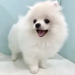 【 ポメラニアン 】猿期ってなに?子犬の時期しか見られない貴重な姿をご紹介!