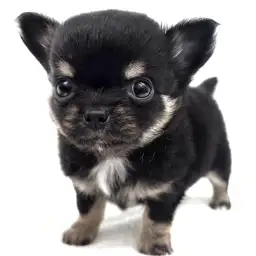 チワワ
